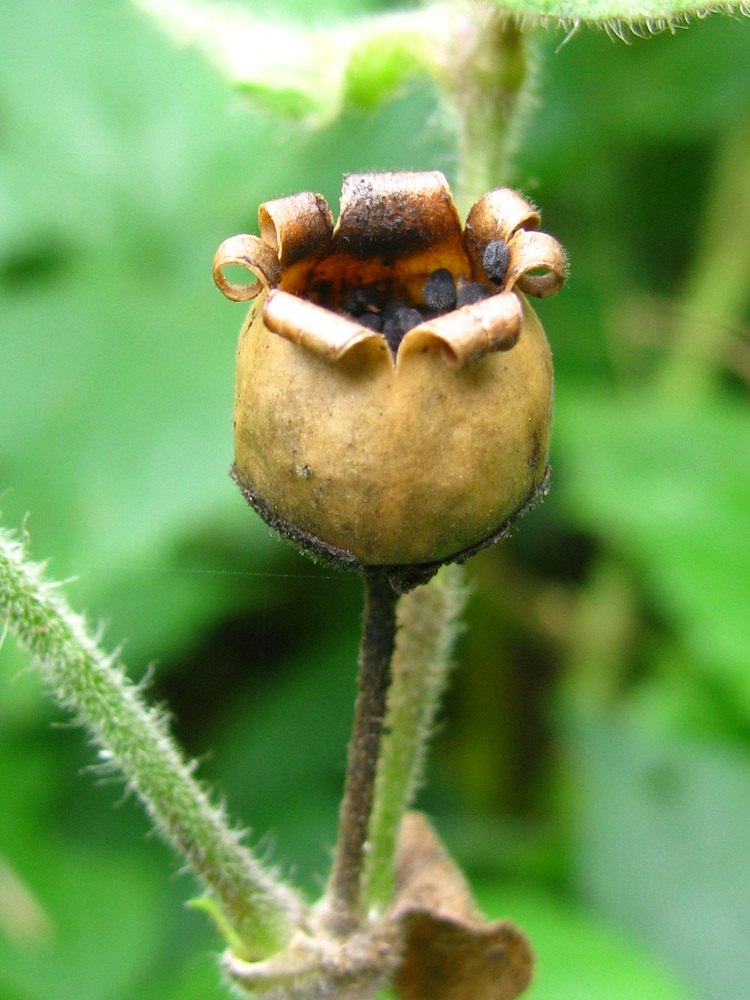 Изображение особи Melandrium dioicum.