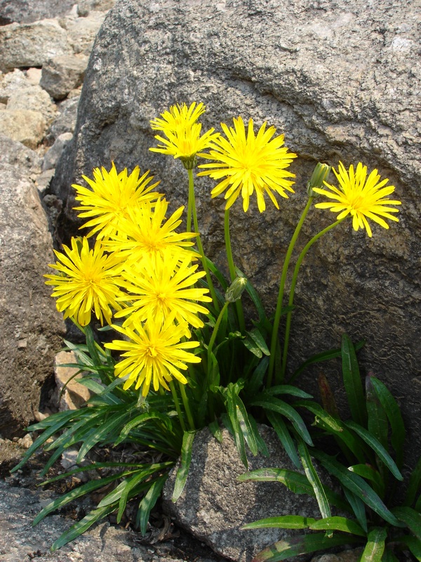 Image of Taraxacum lineare specimen.