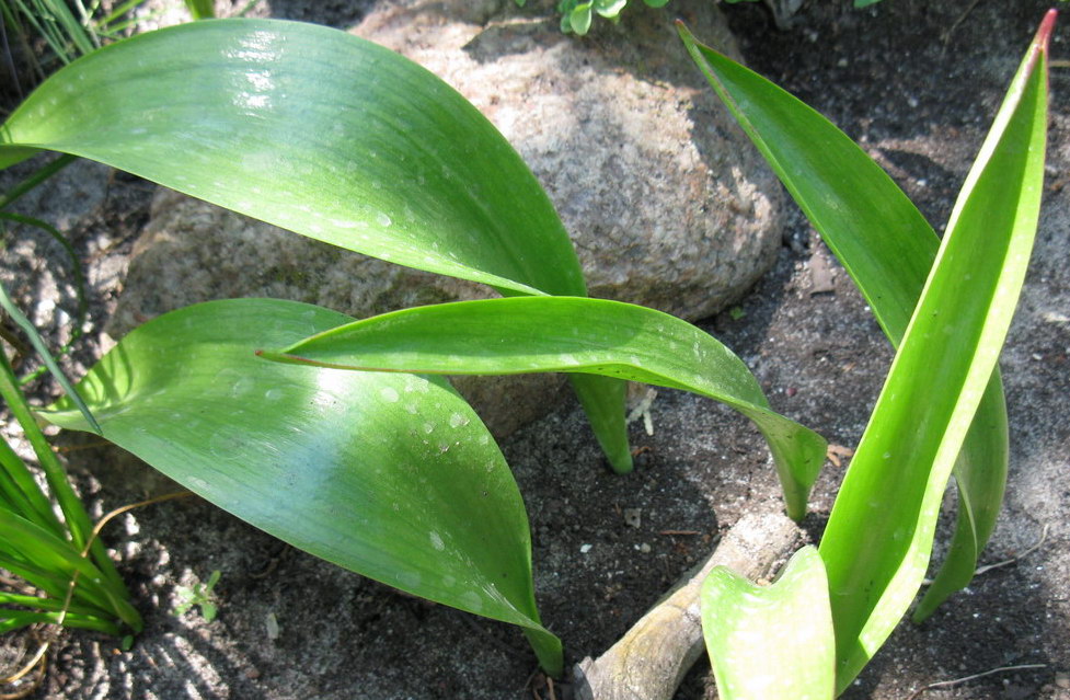 Image of Tulipa saxatilis specimen.