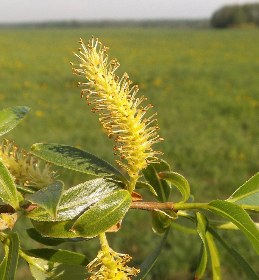 Image of Salix &times; meyeriana specimen.