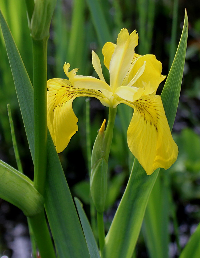 Image of Iris pseudacorus specimen.