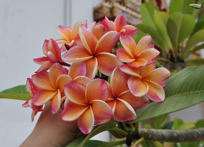 Изображение особи Plumeria rubra.