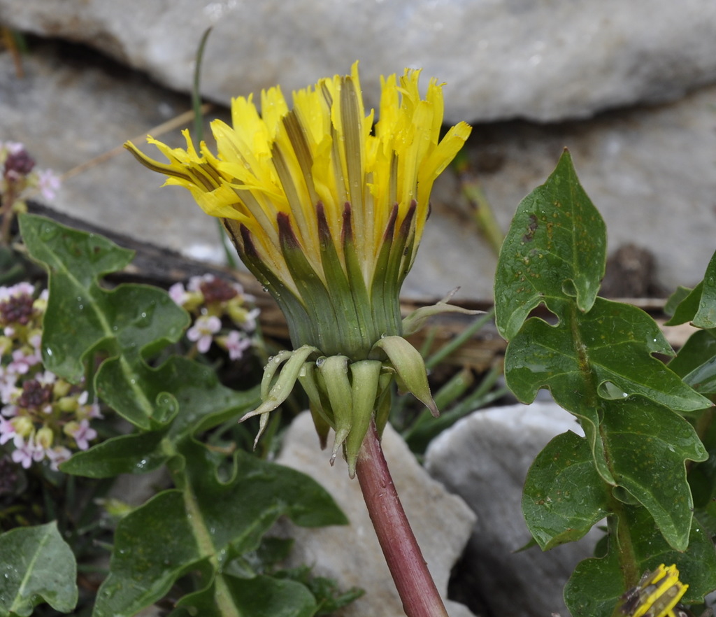 Image of genus Taraxacum specimen.