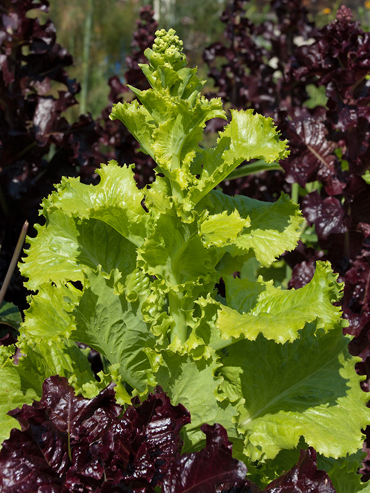 Image of Lactuca sativa specimen.