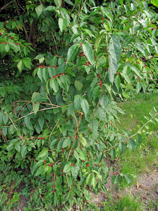 Image of Lonicera maackii specimen.