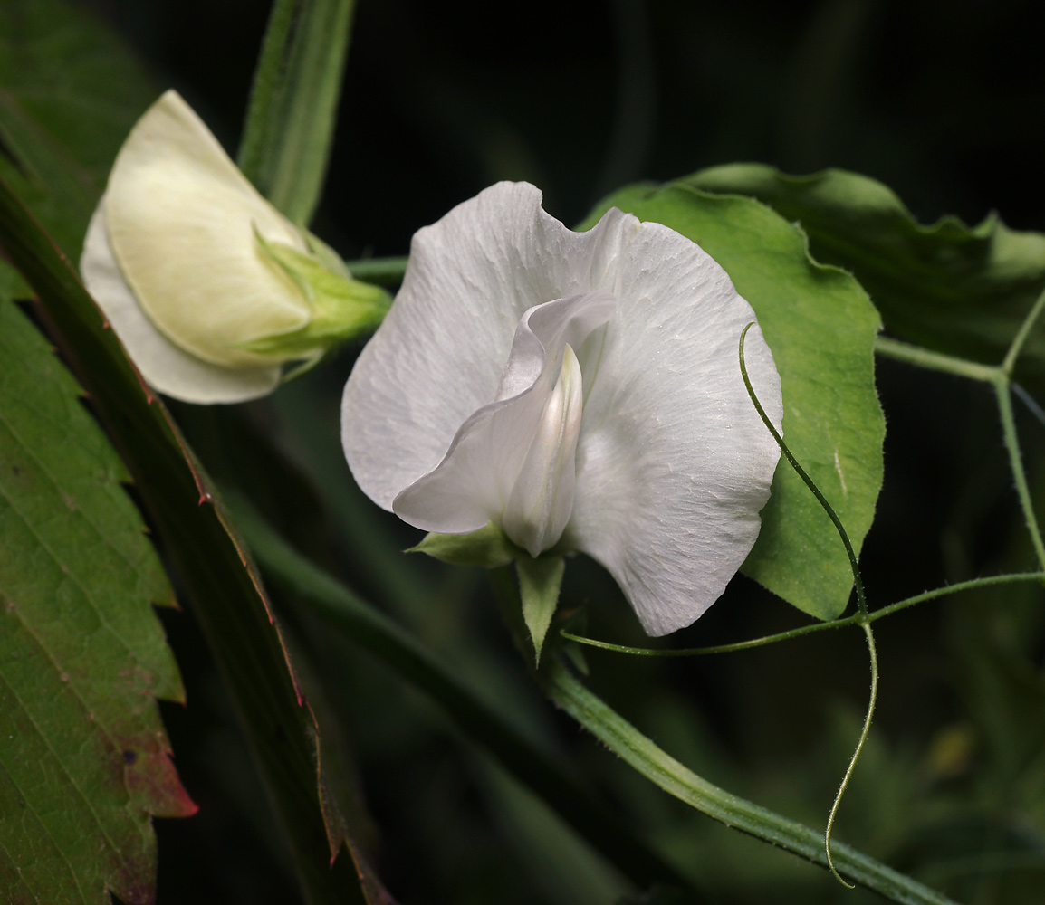 Image of Lathyrus latifolius specimen.