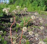 Hieracium vulgatum. Ветви с соплодиями. Окр. Архангельска, рудеральное местообитание. 23.07.2012.