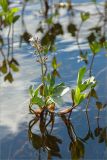 Menyanthes trifoliata