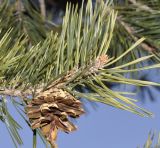 Pinus sylvestris