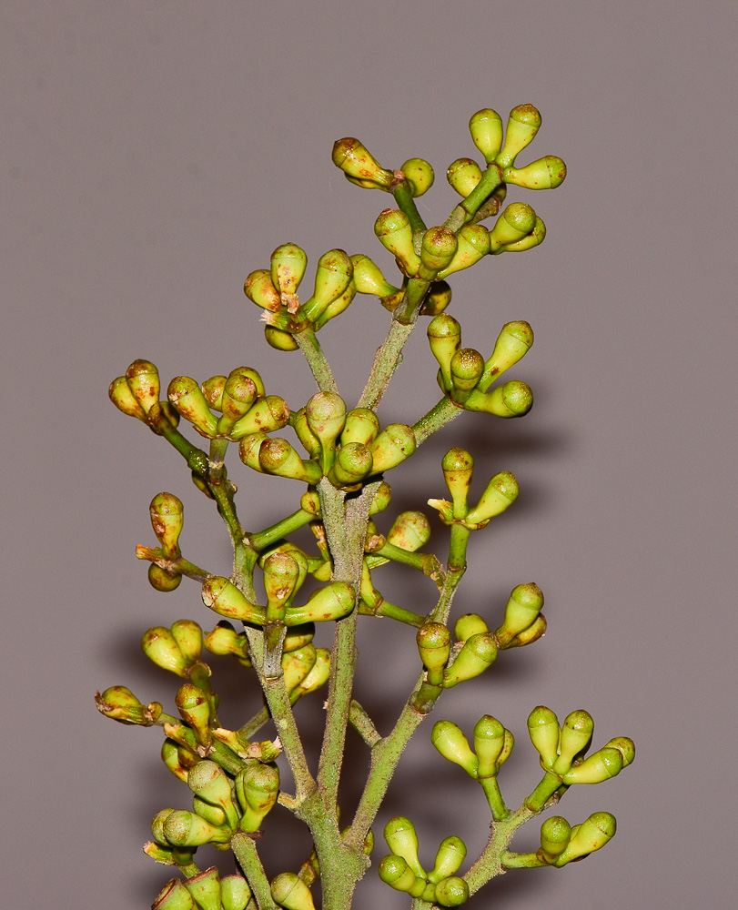 Image of Corymbia torelliana specimen.