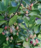 Enkianthus campanulatus