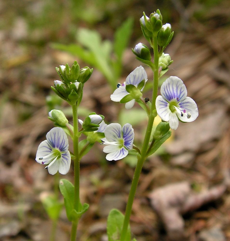 Image of Veronica serpyllifolia specimen.