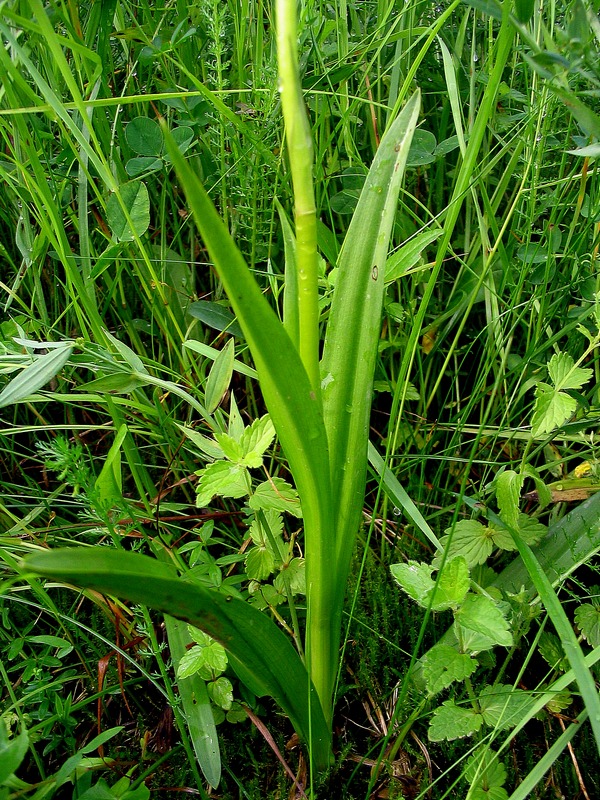 Изображение особи Gymnadenia conopsea.