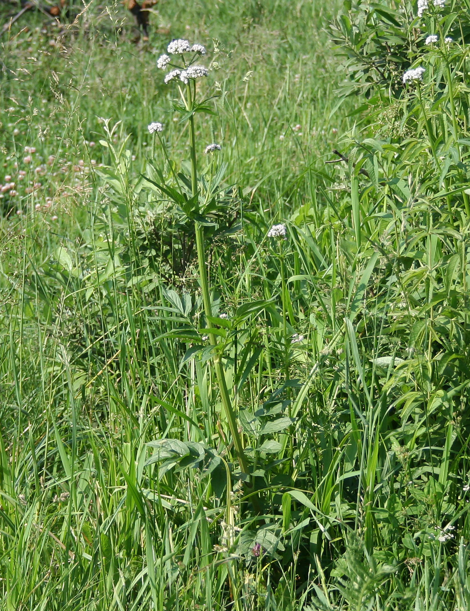 Image of Valeriana dubia specimen.