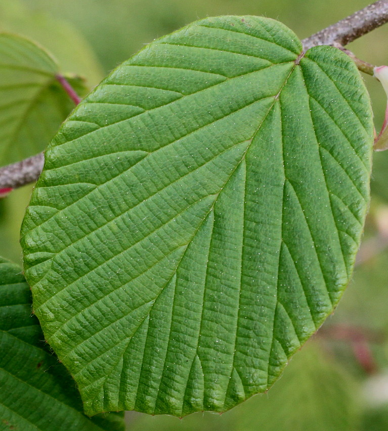 Image of Corylopsis glabrescens specimen.