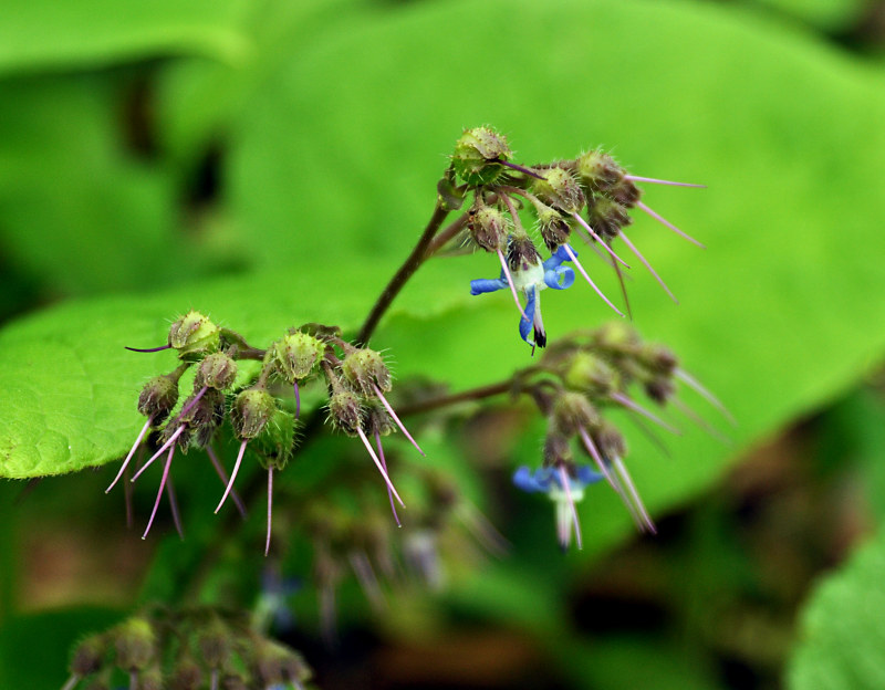 Image of Trachystemon orientalis specimen.