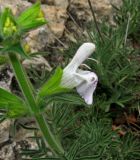 Salvia scabiosifolia. Цветок. Крым, Карадагский заповедник, ю-в склон хребта Беш-Таш. 24 апреля 2014 г.