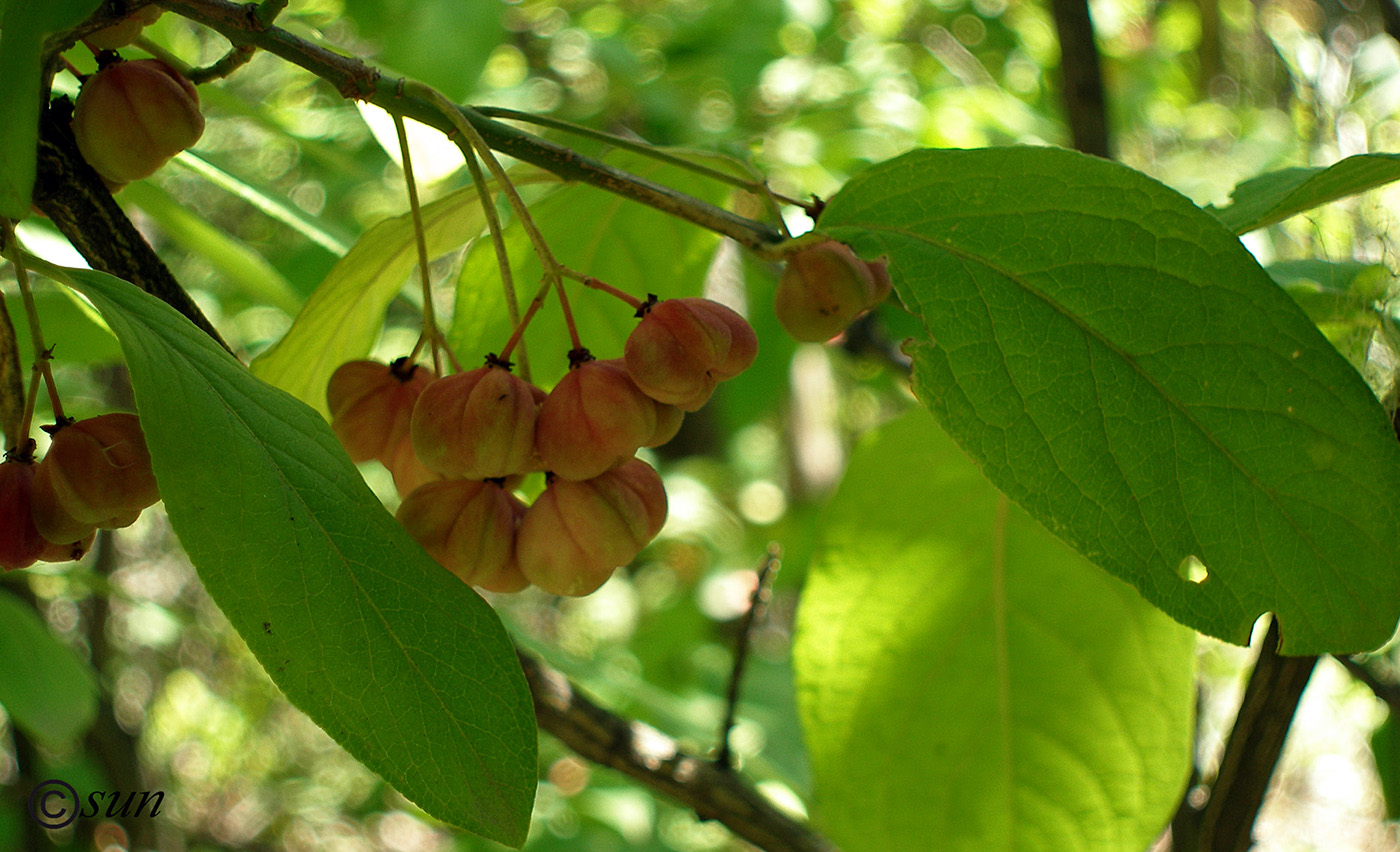 Image of Euonymus europaeus specimen.