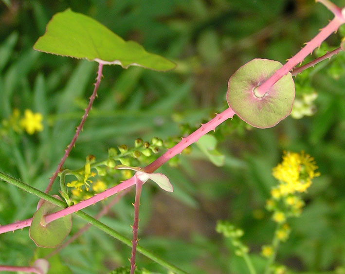 Image of Chylocalyx perfoliatus specimen.