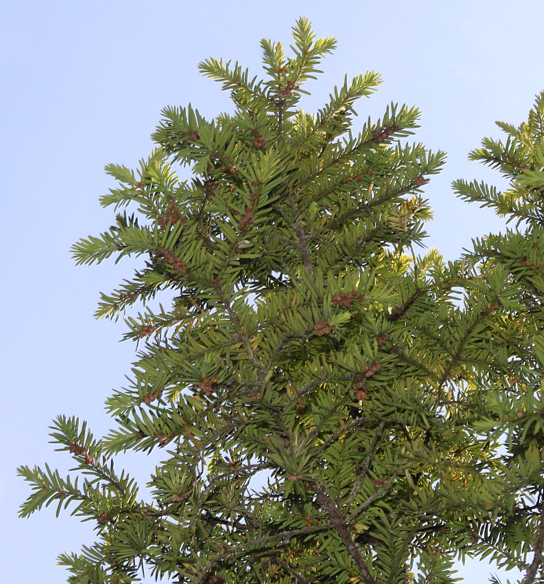 Image of Taxus cuspidata specimen.