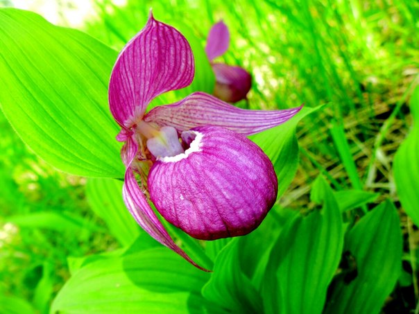 Image of Cypripedium macranthos specimen.