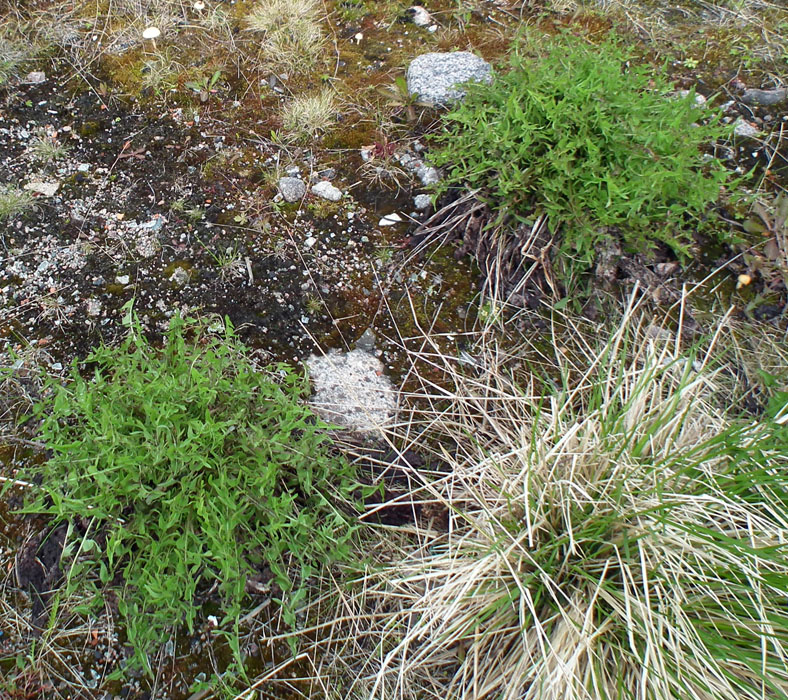 Image of genus Taraxacum specimen.