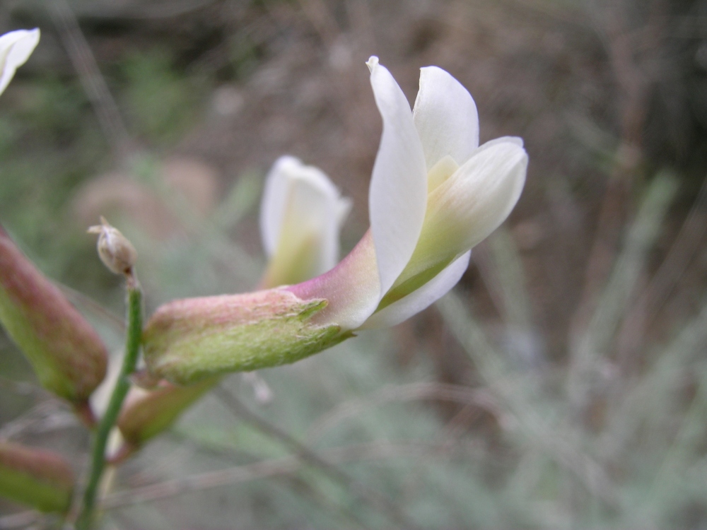 Изображение особи Astragalus namanganicus.