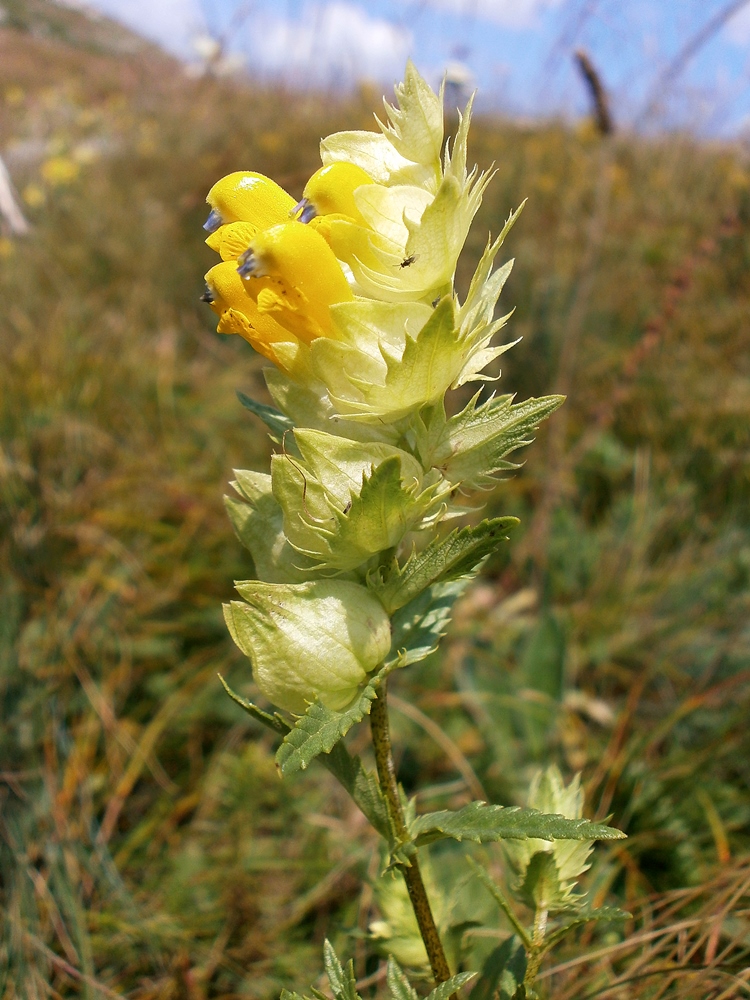 Image of genus Rhinanthus specimen.