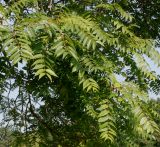 Ailanthus altissima. Листья мужского растения. Германия, г. Дюссельдорф, Ботанический сад университета. 04.09.2014.