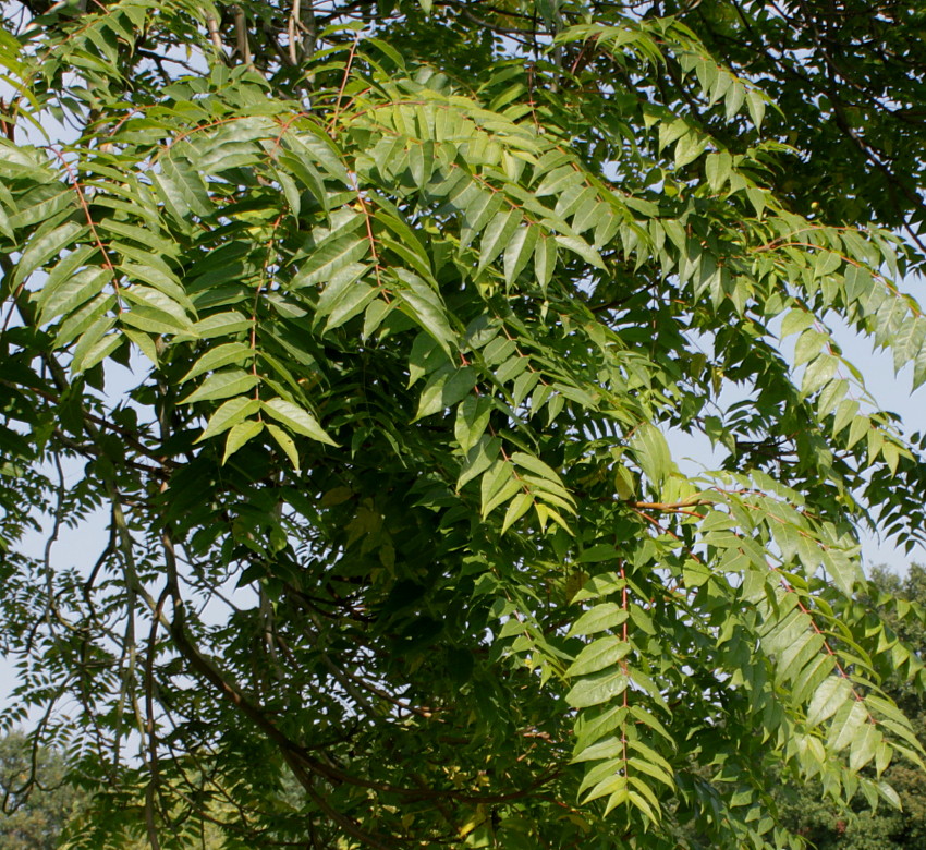 Изображение особи Ailanthus altissima.