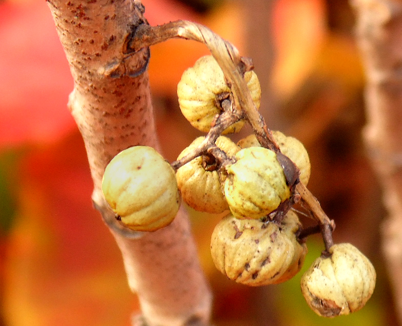 Image of genus Toxicodendron specimen.