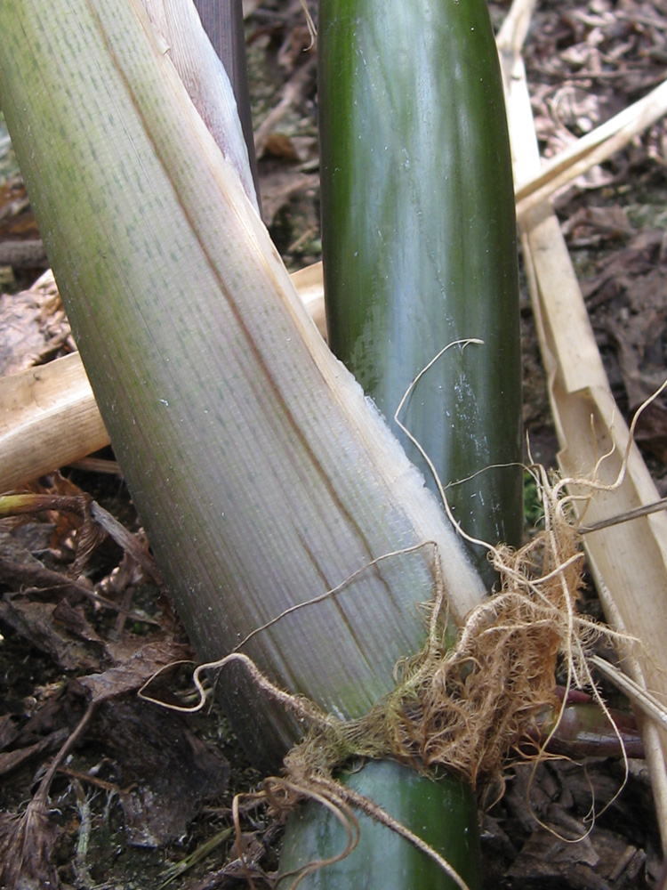 Image of Zizania latifolia specimen.