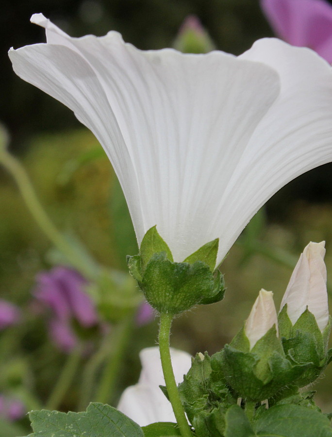 Image of Malva trimestris specimen.