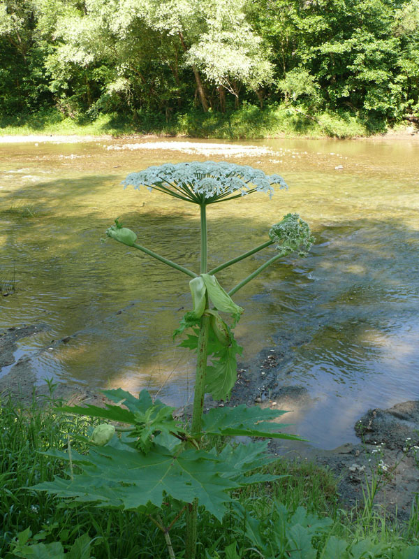 Image of Heracleum mantegazzianum specimen.