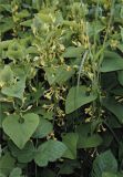 Aristolochia clematitis