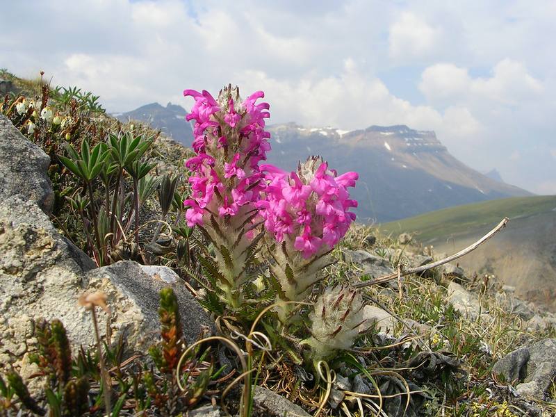 Image of Pedicularis pallasii specimen.