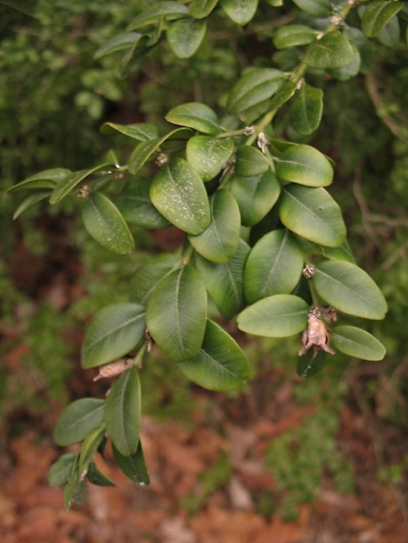 Image of Buxus hyrcana specimen.