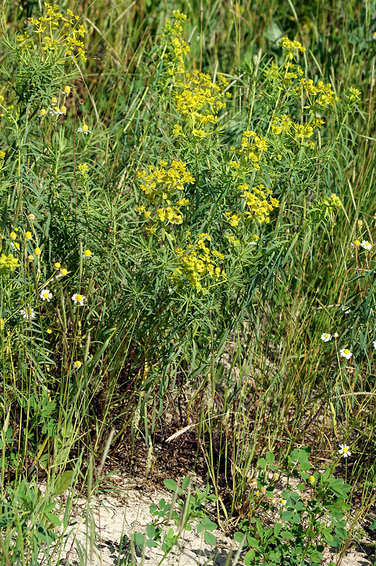 Image of Euphorbia virgata specimen.