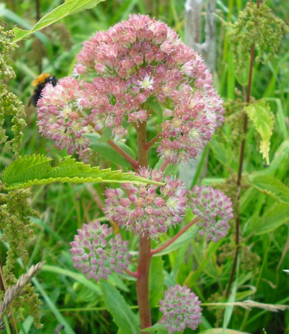 Image of Hylotelephium triphyllum specimen.