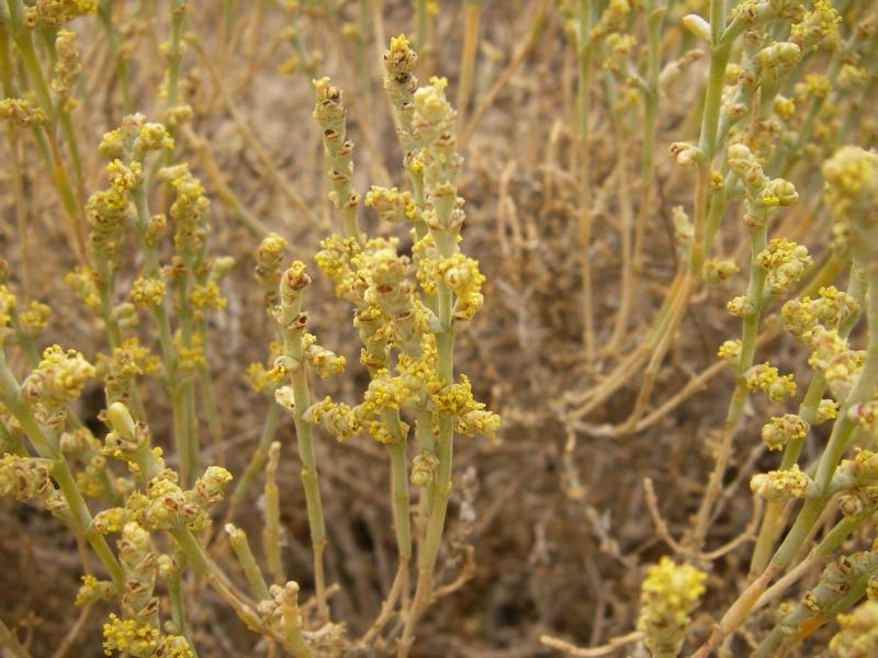 Image of Anabasis salsa specimen.