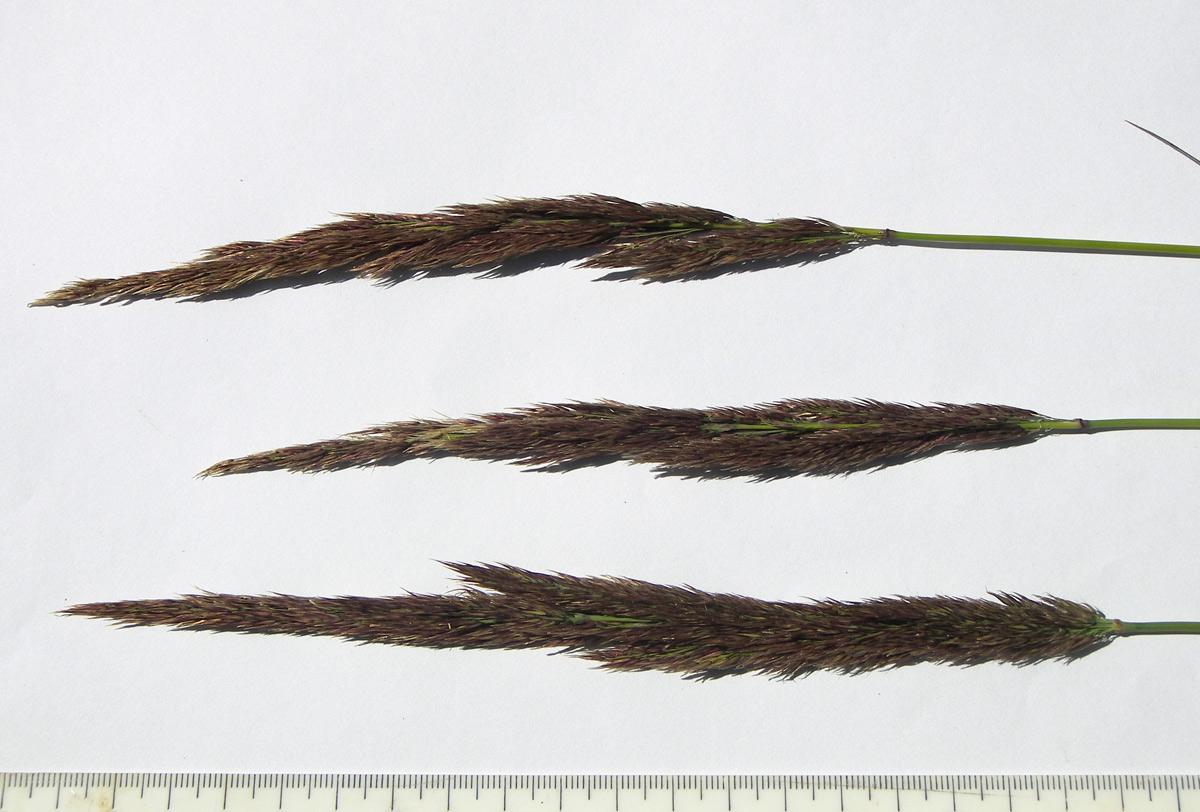 Image of Calamagrostis balkharica specimen.