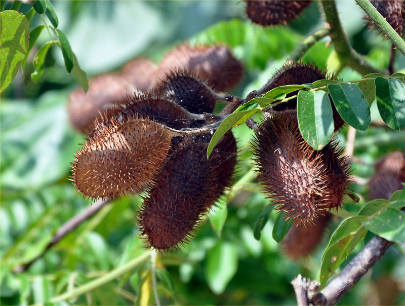 Image of Caesalpinia bonduc specimen.