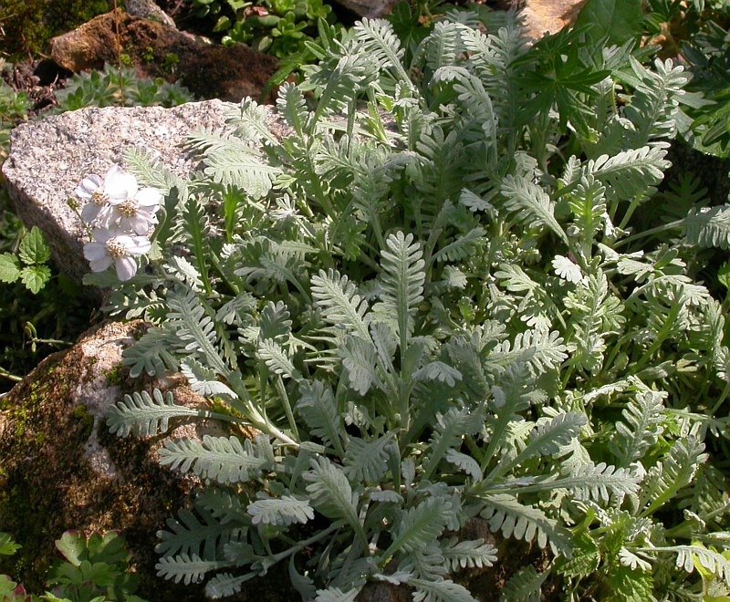 Изображение особи род Achillea.