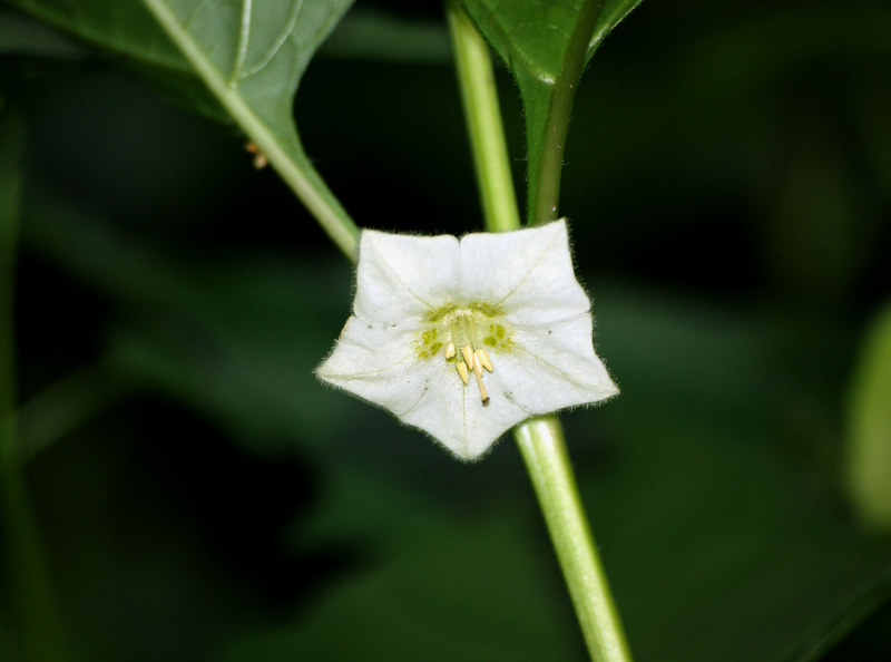 Image of Alkekengi officinarum specimen.