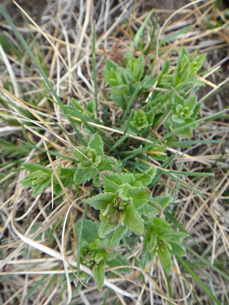 Image of Veronica krylovii specimen.