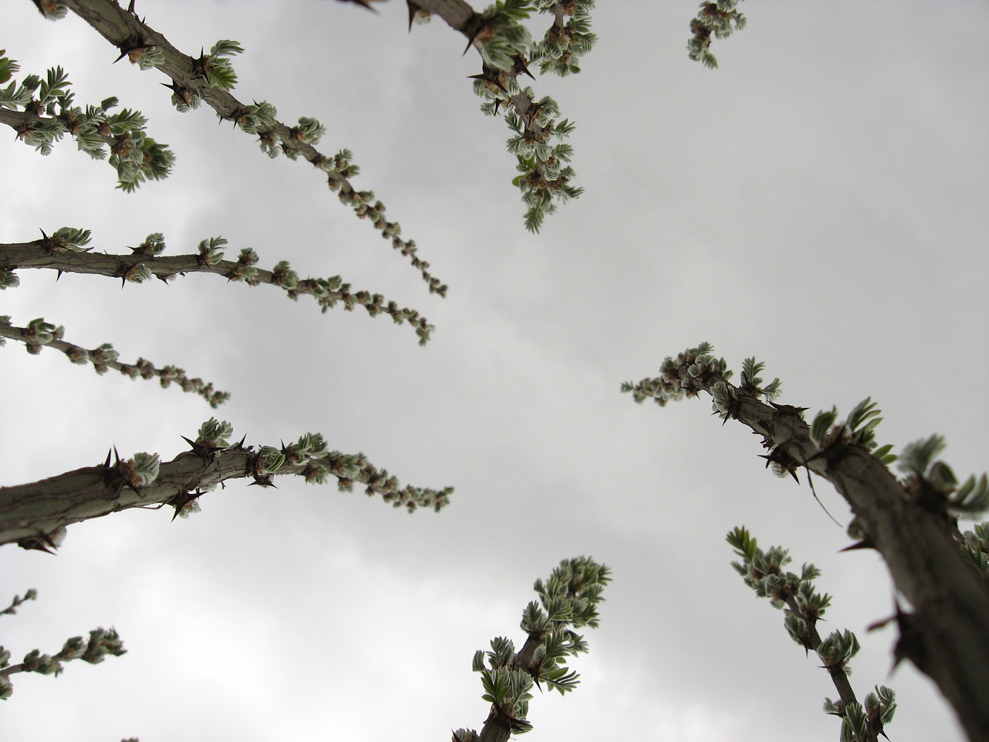 Image of Caragana arborescens specimen.