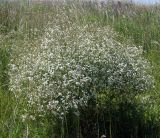 Crambe tataria. Отцветающее растение на участке восстановленной степи (завезена из Донецкой обл.). Украина, Черкасская обл., Каневский р-н, региональный ландшафтный парк \"Трахтемиров\". 8 июня 2008 г.