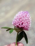 Trifolium pratense. Соцветие. Кыргызстан, Нарынская обл., левый берег р. Нарын, окр. с. Таш-Башат, вахтовый пос. гидростроителей. 02.07.2015.