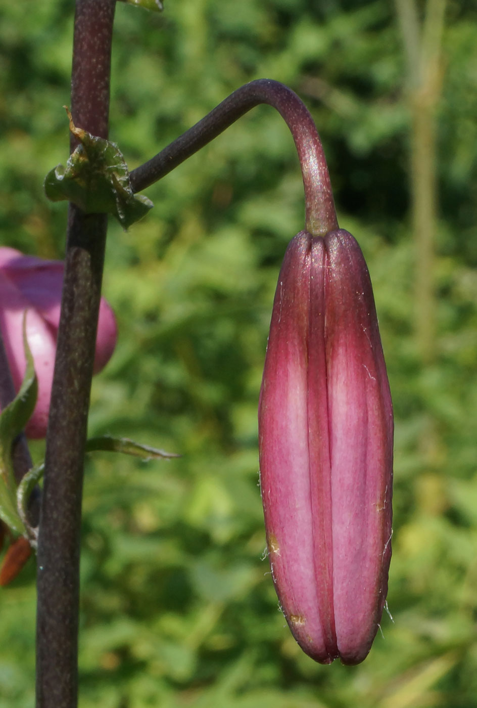 Image of Lilium pilosiusculum specimen.