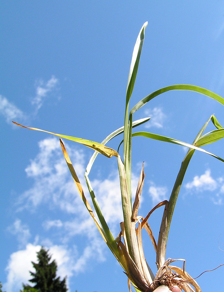 Image of Poa chaixii specimen.